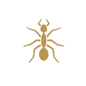 bed bugs pest control treatment