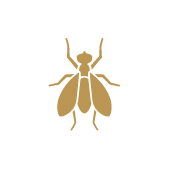 bed bugs pest control treatment