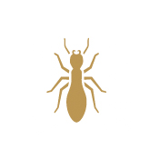 bed bugs pest control treatment