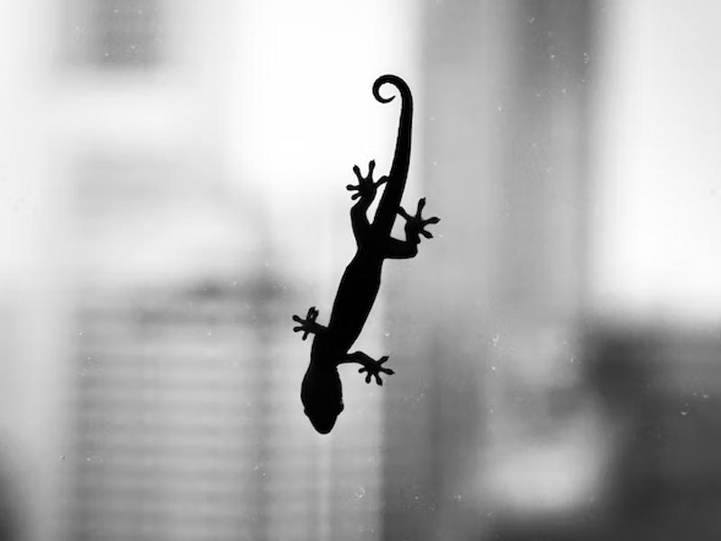 rat pest control malaysia
