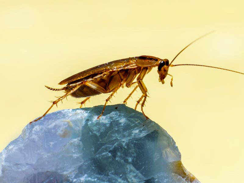 Pest Control Services