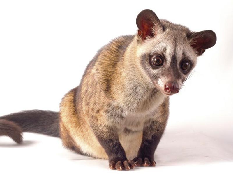 rat pest control malaysia