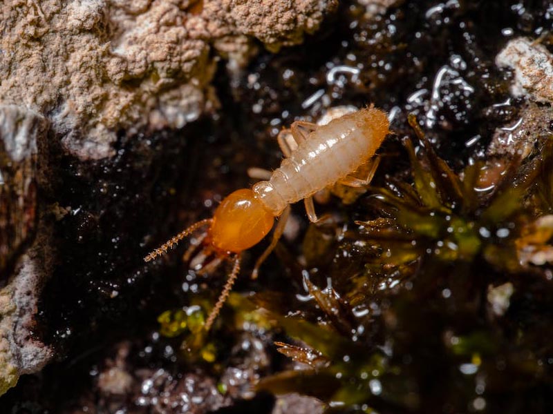 termite control malaysia