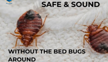 pest control services malaysia