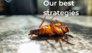pest control services malaysia
