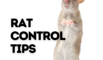 RAT CONROL TIPS