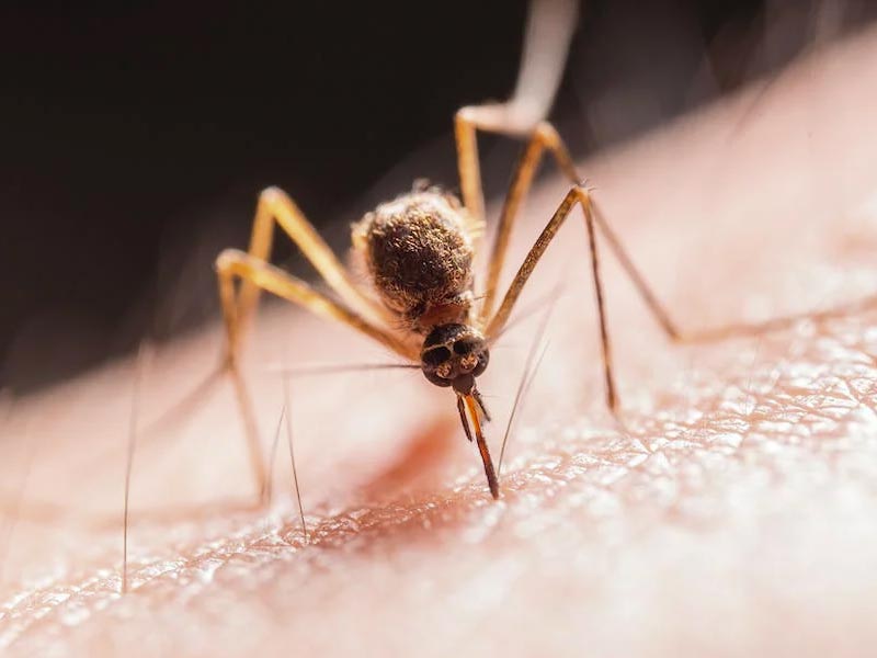 pest control services company
