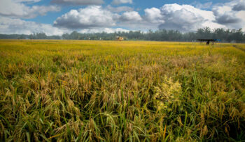 paddy field in gerisek