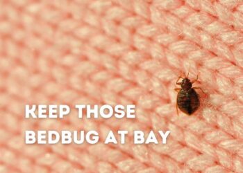 bedbug image