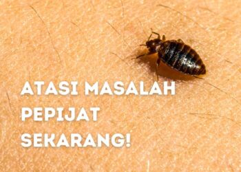 pepijat image