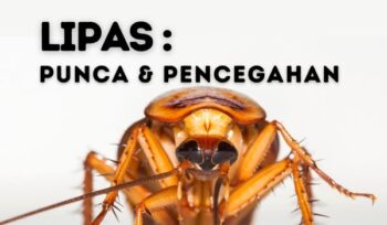 lipas image