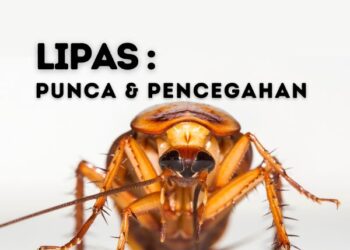 lipas image
