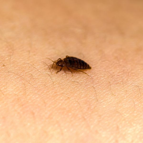 pepijat