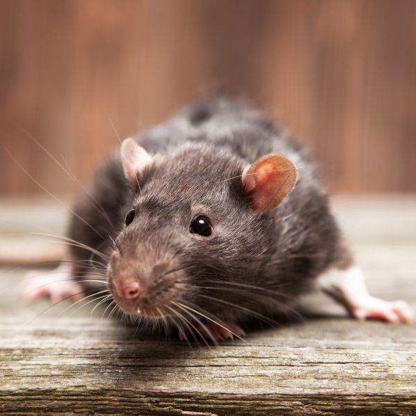 rat control