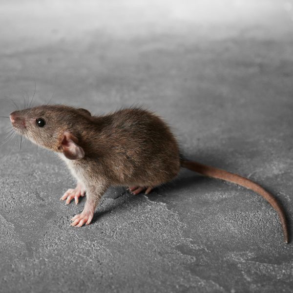 rat control on the floor