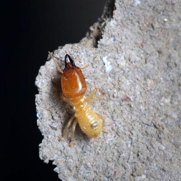 Termite