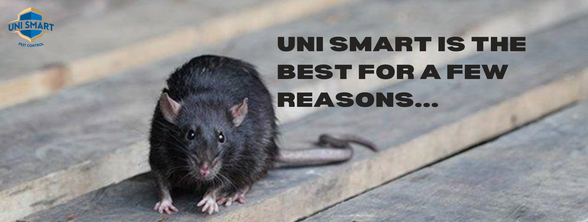SUCCESSFUL BED BUG EXTERMINATION (1980 × 750 px) (9) pest control services company