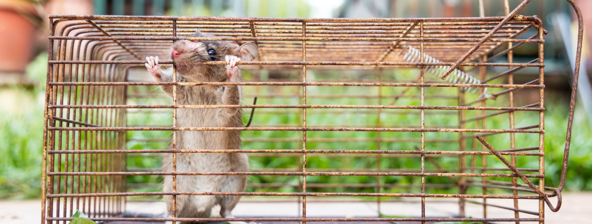 Untitled design rodent trapped in a cage for rodent control