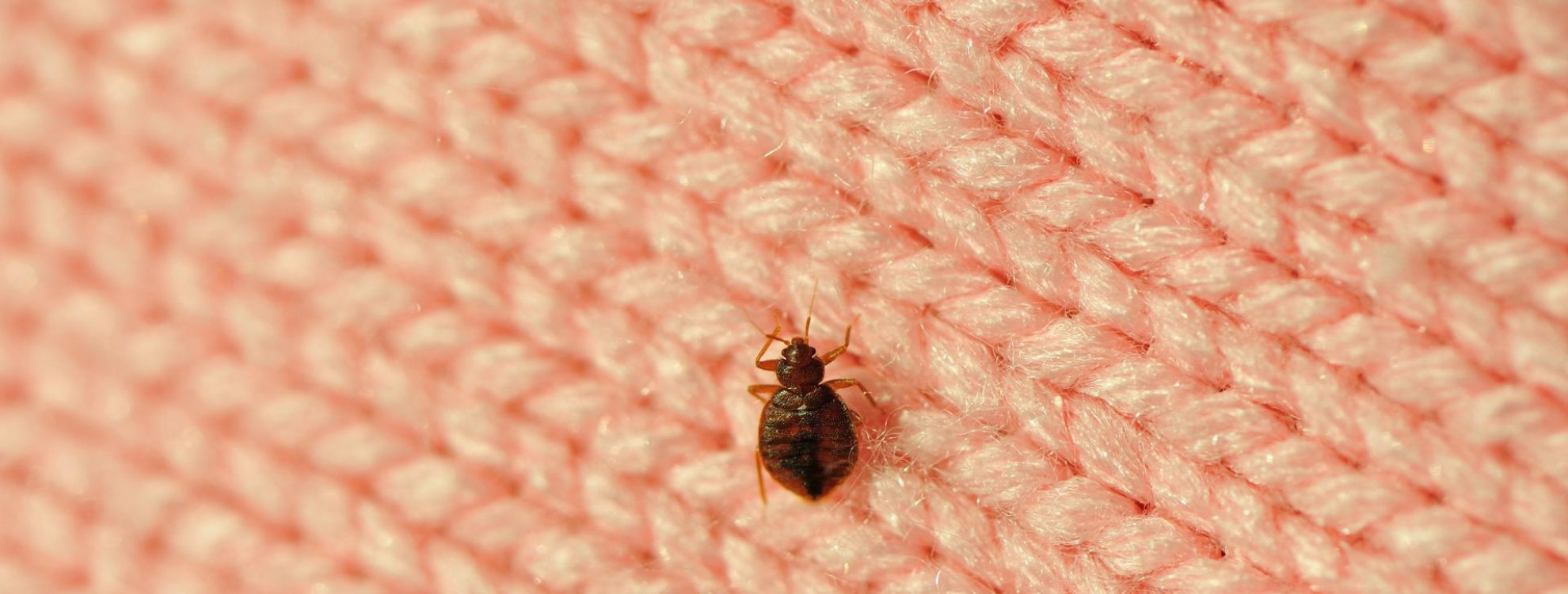 headline blog (1920 x 1080 px) (2) pepijat (bed bug)